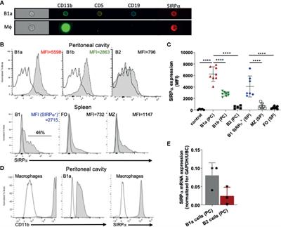 SIRPα on Mouse B1 Cells Restricts Lymphoid Tissue Migration and Natural Antibody Production